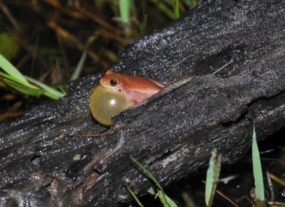 Dendropsophus rubicundulus