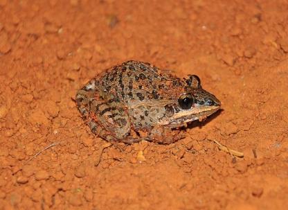 Leptodactylus fuscus