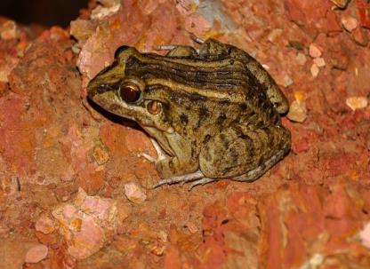 Leptodactylus latrans