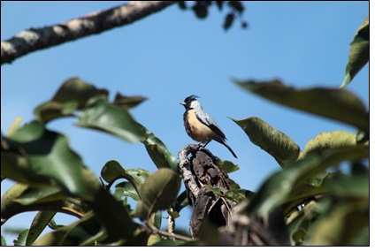 Mineirinho (Charitospiza eucosma)