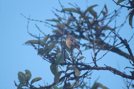 Mineirinho (Charitospiza eucosma) 1