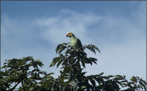 Papagaio-galego (Alipiopsitta xanthops)