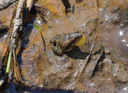 Pseudopaludicola cf. ternetzi