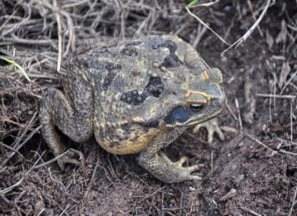 Rhinella schineideri