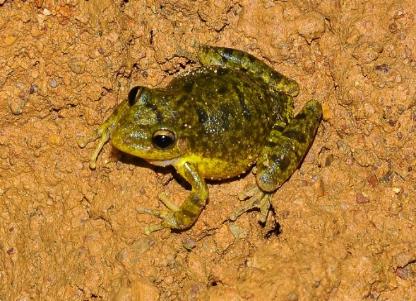 Scinax fuscovarius