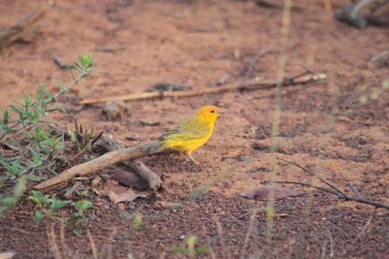 Sicalis flaveola