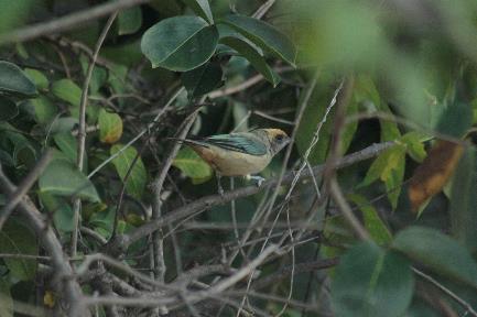 Tangara cayana